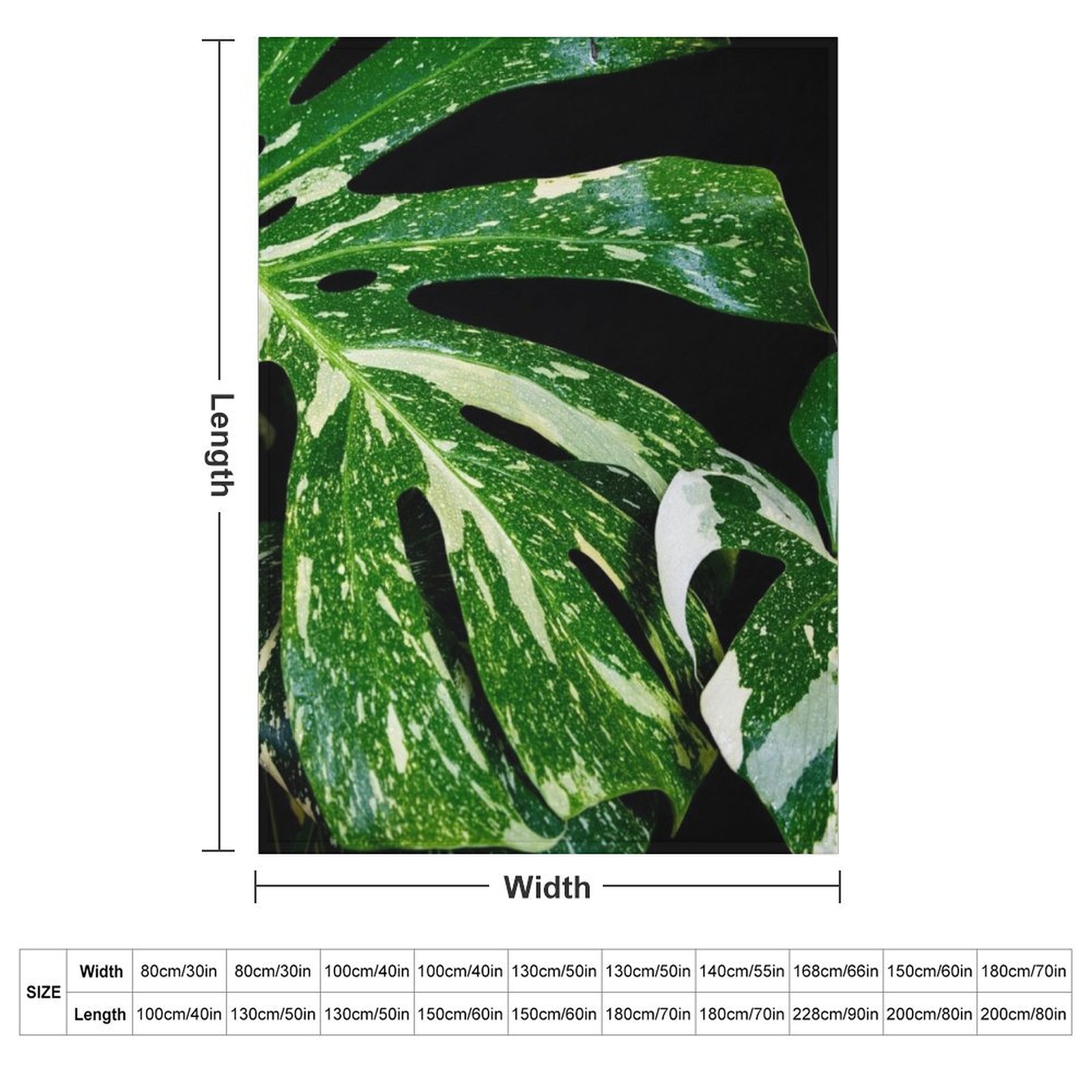 Monstera Thai Constellation Th - đánh giá và giá Monstera Thai Constellation