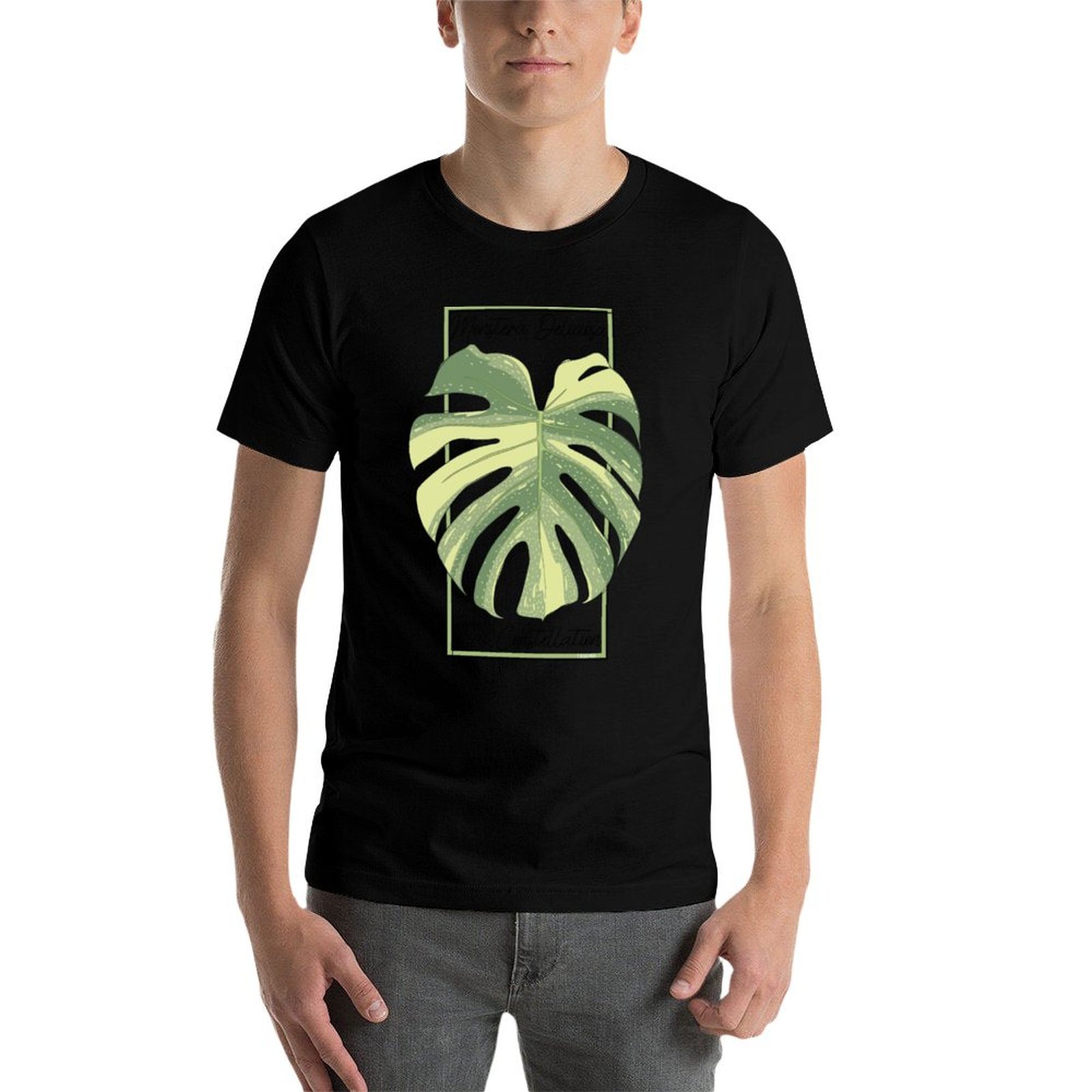 Monstera Thai Constellation Bo - đánh giá và giá Monstera Thai Constellation