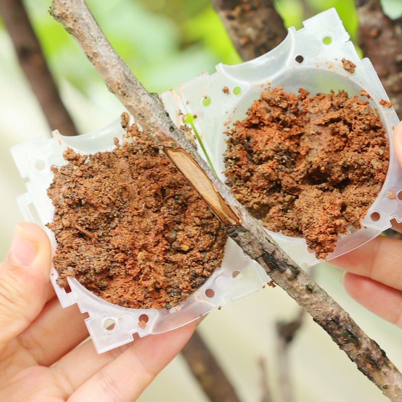 Reusable Plant Rooting Ball Gr - đánh giá và giá Plant Parent