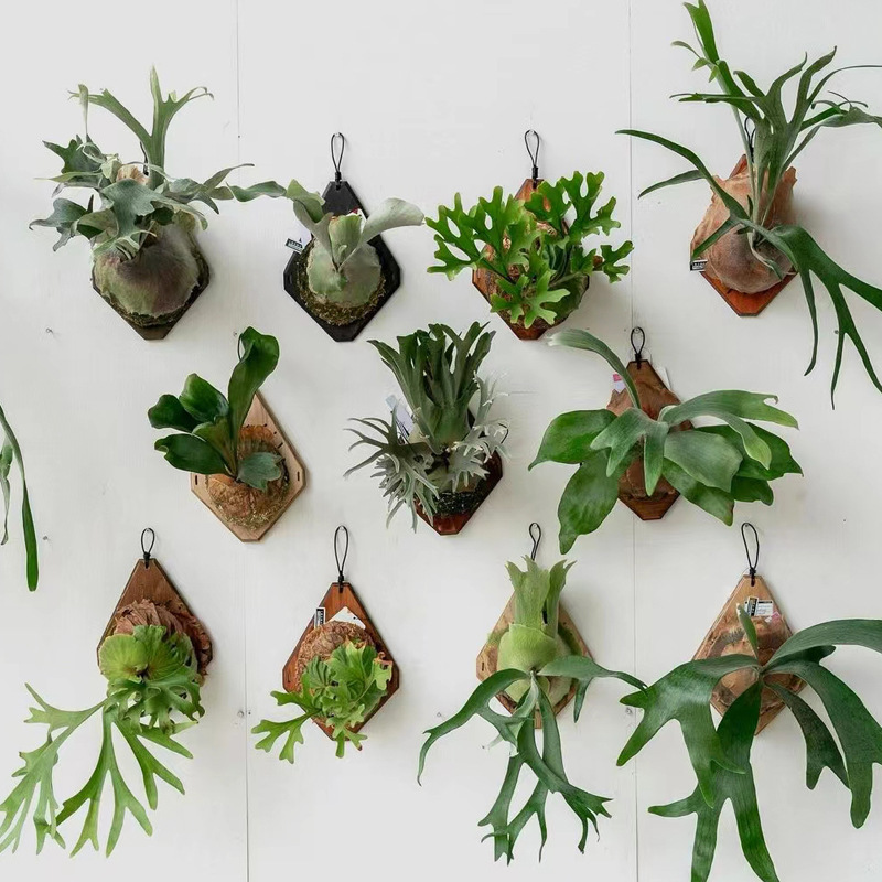 New Wooden Staghorn Fern Wall  - đánh giá và giá Plant Parent