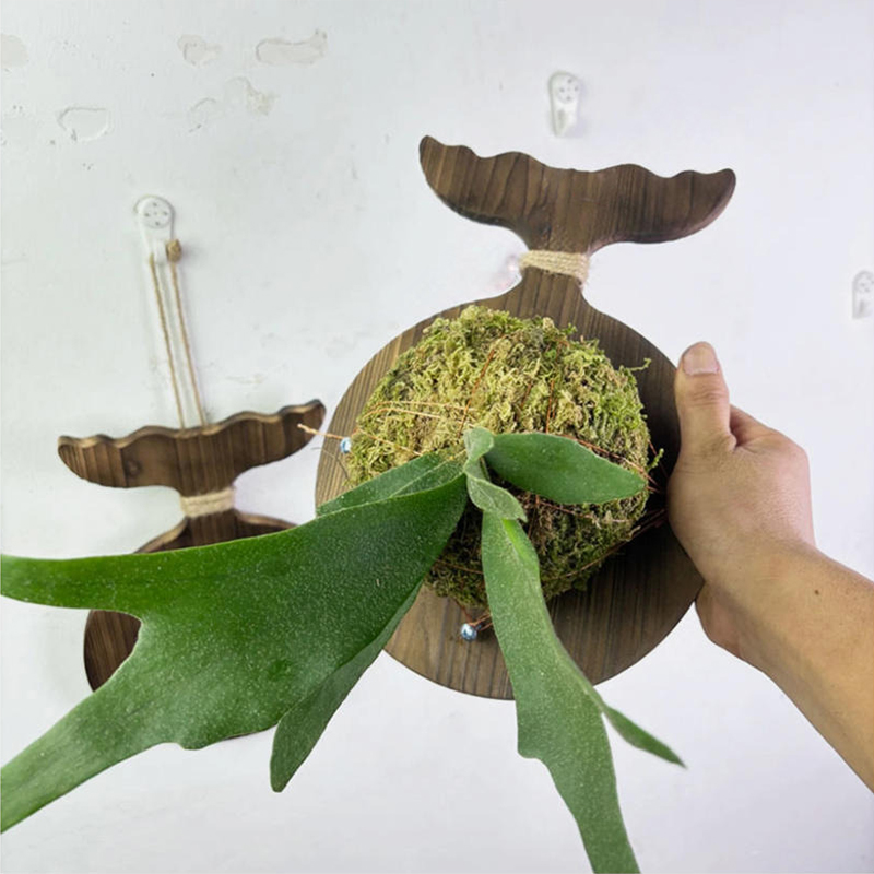 New Wooden Staghorn Fern Wall  - đánh giá và giá Plant Parent