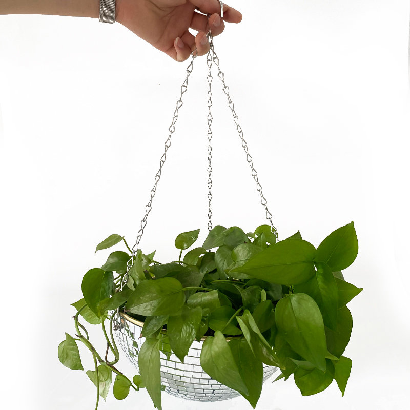 Disco Mirror Ball Hanging Flow - đánh giá và giá Plant Parent